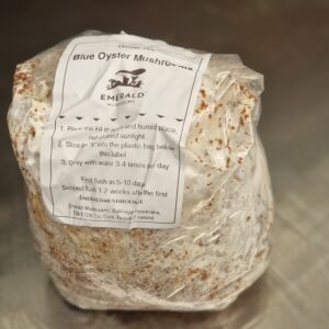 Mushroom Grow Kit - Blue Oyster