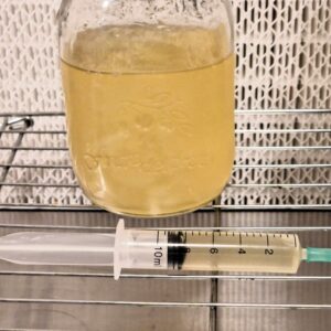 Mushroom Liquid Culture
