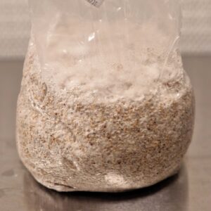 Mushroom Grain Spawn