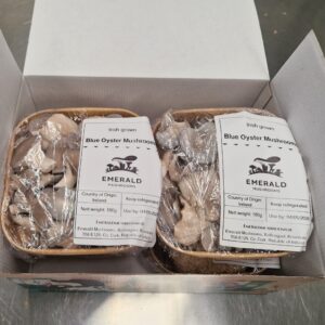 4 pack: Blue Oyster Mushrooms